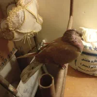 گمشده|حیوانات|اصفهان, سروستان|دیوار