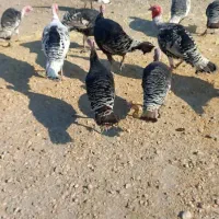 بوقلمون محلی|حیوانات مزرعه|گنبد کاووس, |دیوار