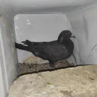 یک جفت پلاکی زاغ|پرنده|شهرضا, |دیوار