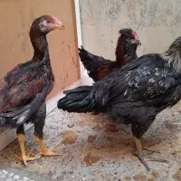 جوجه ۴ماهه، مرغ و خروس ۴ماهه