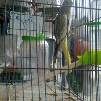 عروس هلندی ماده