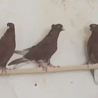 کبوتر سرخن دم سفید|پرنده|کرمانشاه, |دیوار