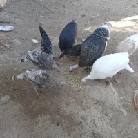 بوقلمون نر و ماده جوان