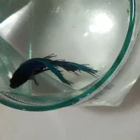 ماهی فایتر|ماهی|سنندج, |دیوار