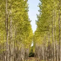 ارائه و توزیع نهال کبوده