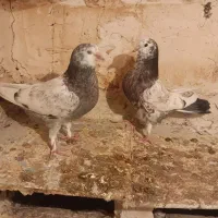 جوجه کبوتر دم سیاه