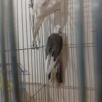 یک جفت عروس هلندی باقفس نروایت فیس وسخنگوورام|پرنده|تهران, تهرانسر شمالی|دیوار