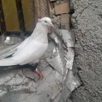 دمبی