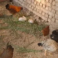 خرگوش