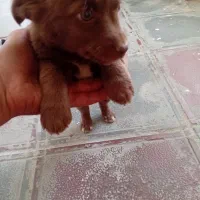 واگذاری|سگ|تربتحیدریه, باغ سلطانی|دیوار