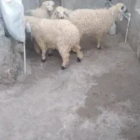 چهار تا بره ماده چاق و چله خوشگل|حیوانات مزرعه|زاهدان, |دیوار