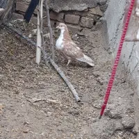 ریش|پرنده|کرباسک, |دیوار