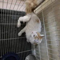 واگذاری رایگان گربه|گربه|کرج, جهانشهر|دیوار