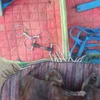 زین اسب سواری.کله گیر.لقام یادهنی.زین بهاره.عرقگیر|اسب و تجهیزات اسب‌سواری|صحنه, |دیوار