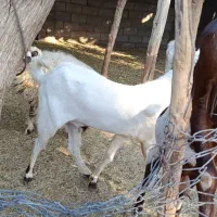 گوسفند|حیوانات مزرعه|اسماعیلی, |دیوار