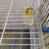 عروس هلندی لوتینو|پرنده|مشهد, فتح المبین|دیوار