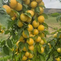 نهال های بازار پسند و خاص پیوندی