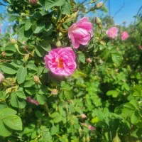 فروش گل محمدی