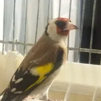 سهره ماده وقفس دست بافت