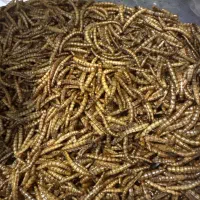 میلورم خشک و زنده