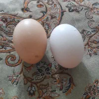 تخم مرغ نطفه دار