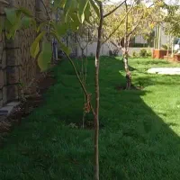 باغبانی|خدمات باغبانی و درختکاری|کرمانشاه, |دیوار