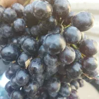 انگور ترکمن چهار