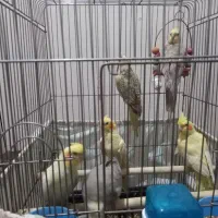 عروس هلندی|پرنده|تهران, قیطریه|دیوار