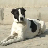 ماده یکساله  نگهبانی سفت پیام پاسخ گو نیستم