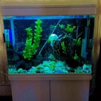 اکواریم شرکتی شیشه خم|ماهی|مبارکه, |دیوار