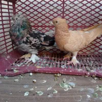 کفتر