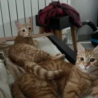 خواهر برادر نارنجی مهربون شناسنامه دار عقیم شده