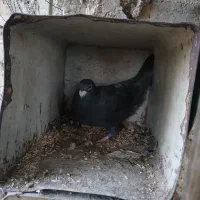 طوقی پلاکی درپرنده|پرنده|مرودشت, رودبال|دیوار