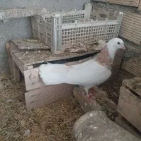 طوقی خالدار ماده