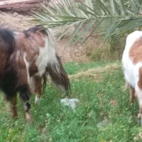 فروش چهار راس گوسفند