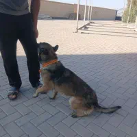 معاوضه سگ مالینویز باگوشی