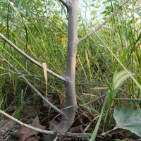 فروش چنار،صنوبراصلاح شده،نیگرا،ابریشم مصری،انار