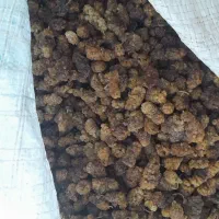 فوق‌العاده