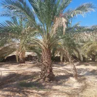 برش نخل رایگان|خدمات باغبانی و درختکاری|بهبهان, |دیوار