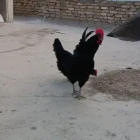 تخم مرغ نطفه دار|حیوانات مزرعه|فلاورجان, |دیوار