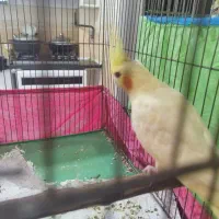 عروس هلندی لوتینو