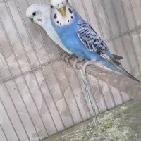 مرغ عشق فنچ|پرنده|ساوه, |دیوار