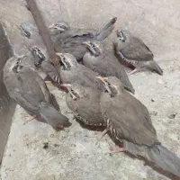 بلدرچین پرورشی