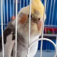 عروس هلندی ابلغ نازنازی|پرنده|پیر بکران, |دیوار