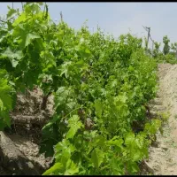 فروش-باغ-در-زرقان