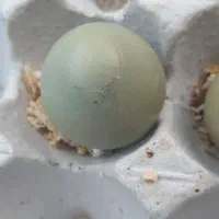 تخم نطفه دار پرنده زینتی|پرنده|اصفهان, احمدآباد|دیوار