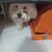 دوتا سگ شیتزو تریر نرو ماده