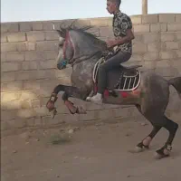 فروش نریان اصیل و استثنایی