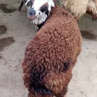 بره ماده|حیوانات مزرعه|هندیجان, |دیوار