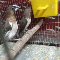 فنج بنگالی پاکستانی